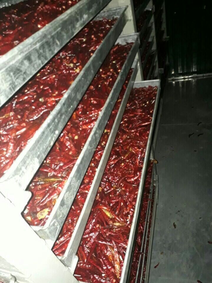 Các công đoạn hầm sấy ớt thành phẩm